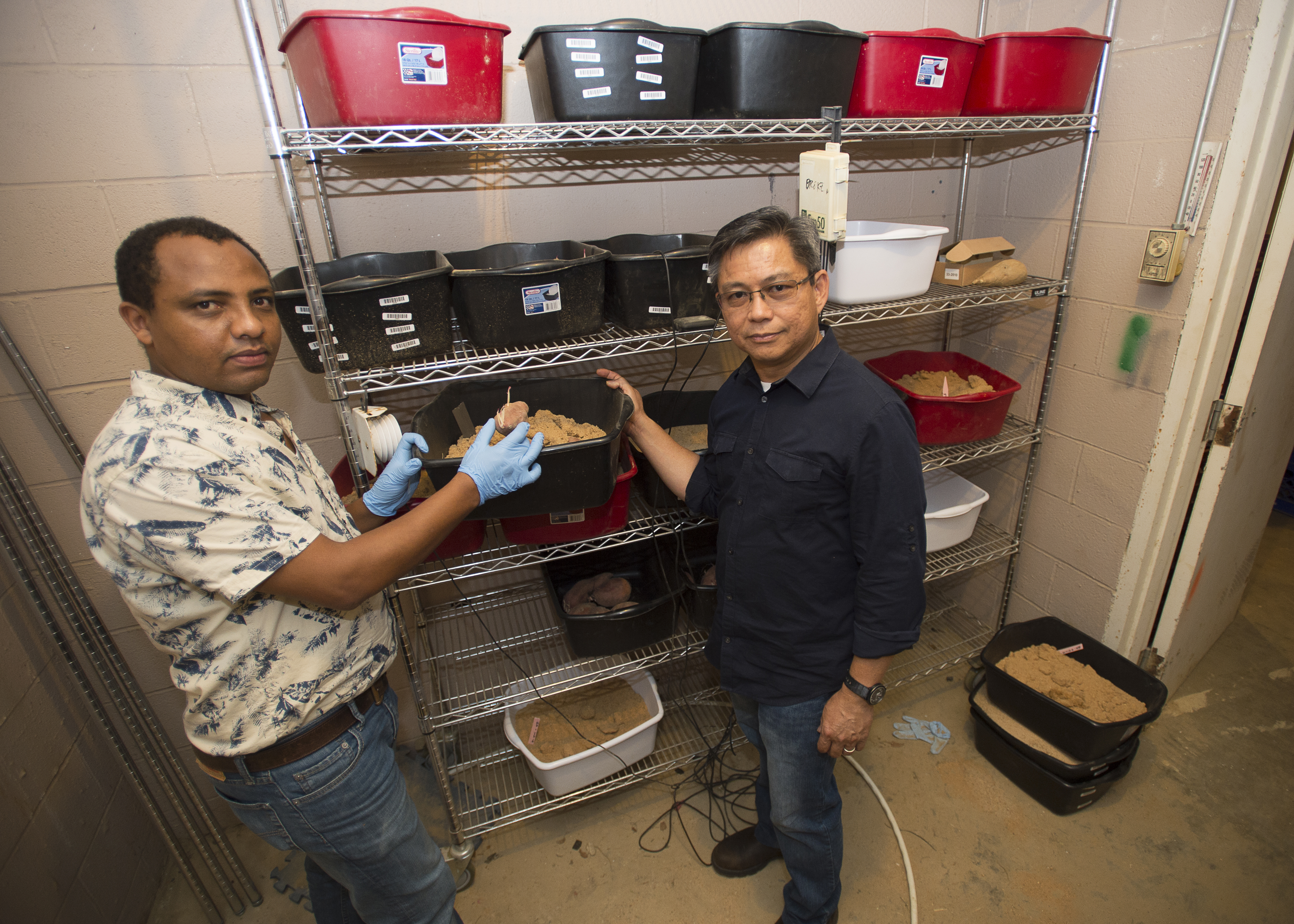 Ethiopian scientist studies sweet potatoes at AgCenter research station